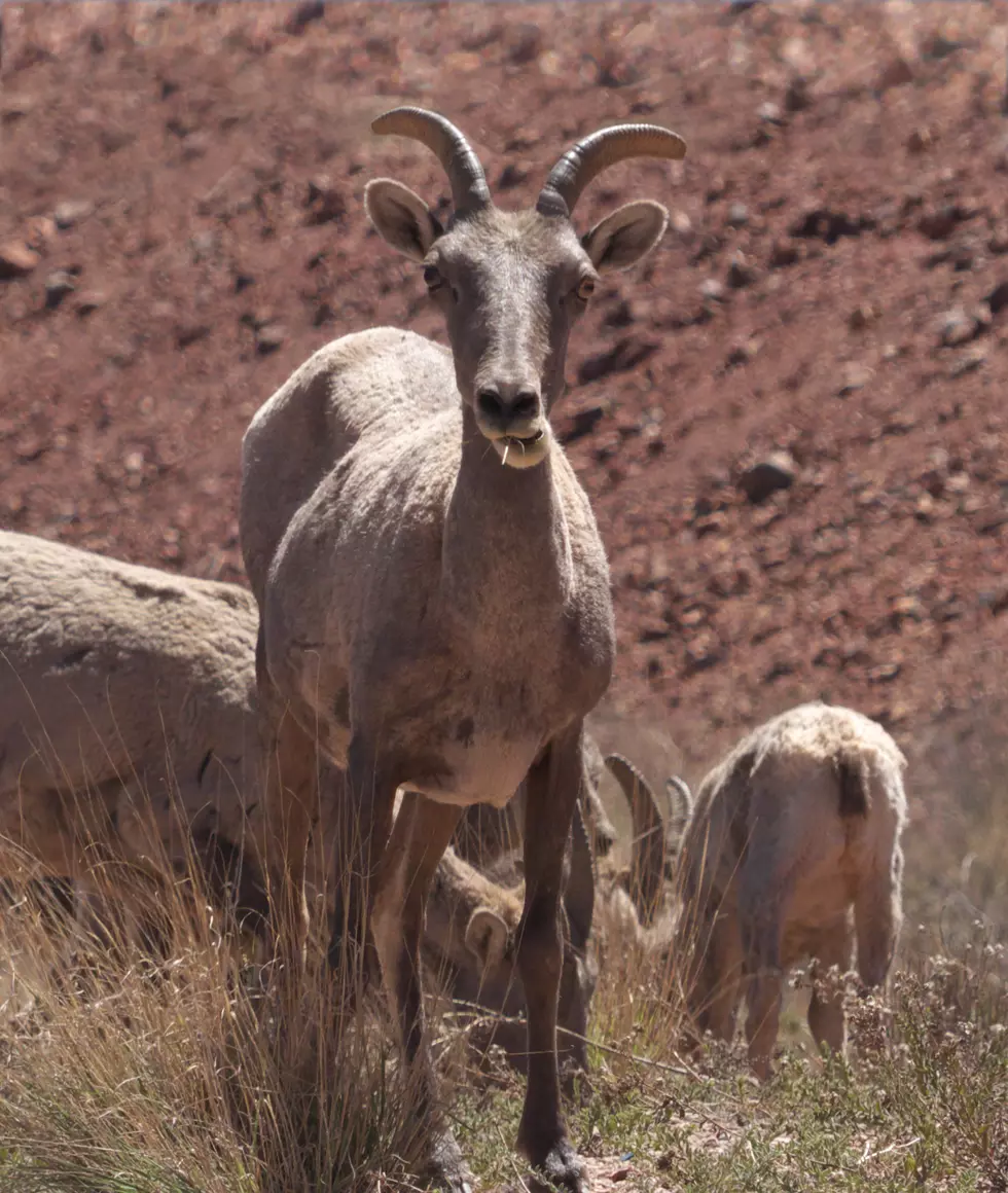 rocky mountain bighorn sheep