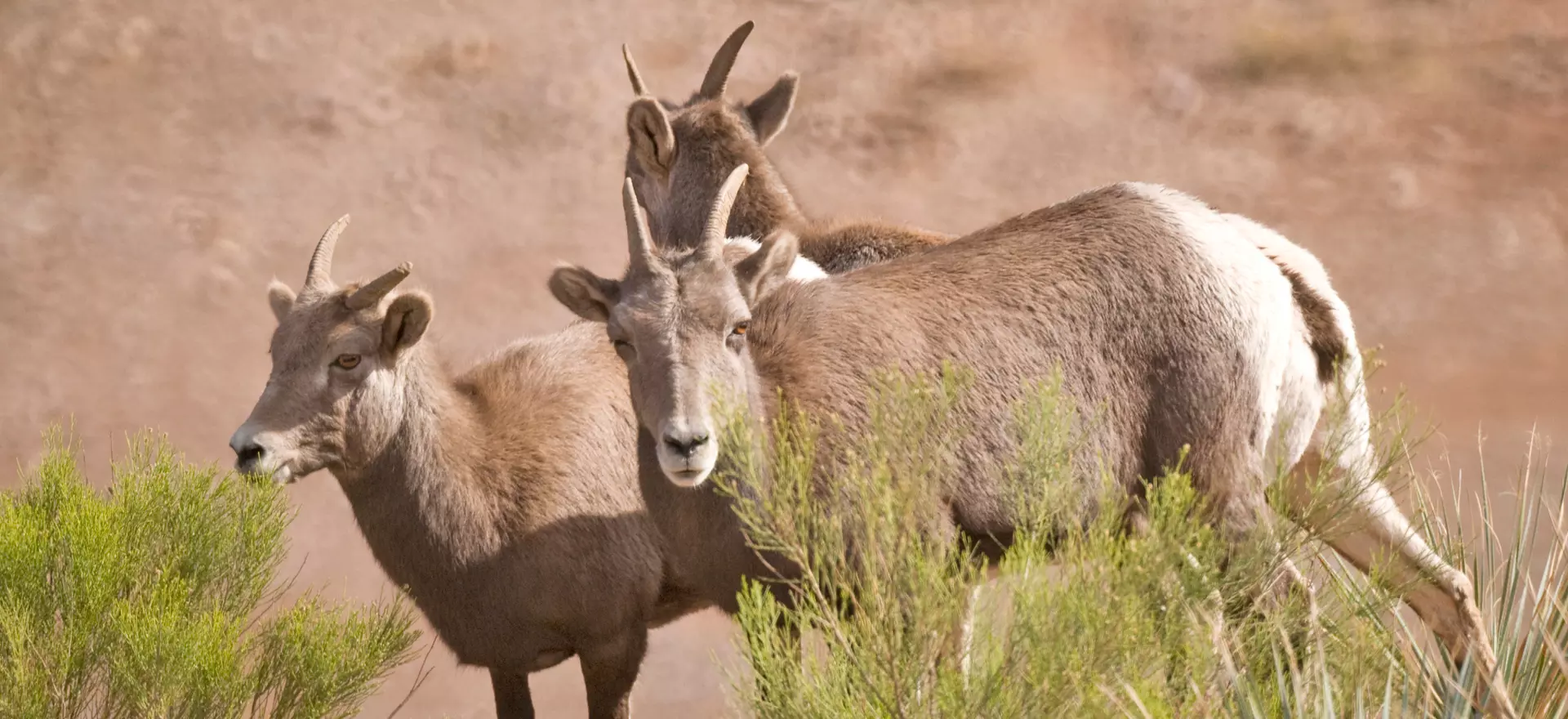desert bighorn sheet